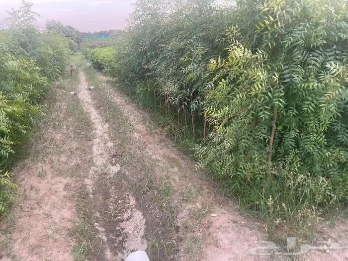 جميع اشجار الزينه والحمضيات والفواكه والزيتون والنخيل 7