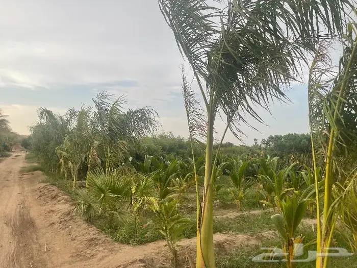 جميع اشجار الزينه والحمضيات والفواكه والزيتون والنخيل 8