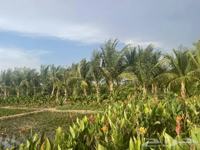 جميع اشجار الزينه والحمضيات والفواكه والزيتون والنخيل 10