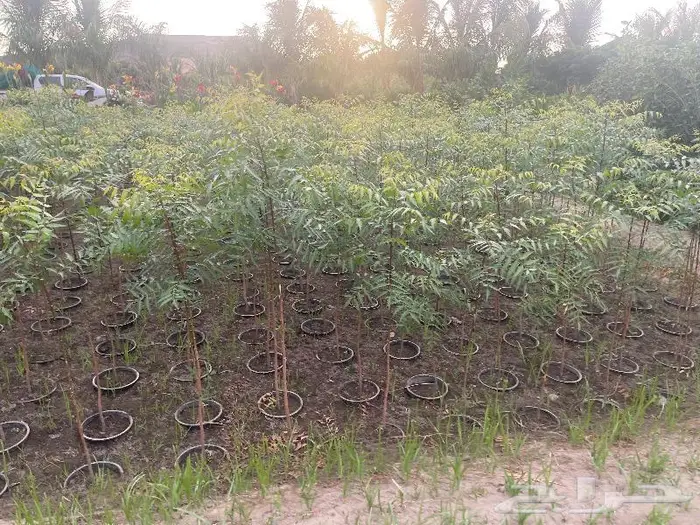 جميع اشجار الزينه والحمضيات والفواكه والزيتون والنخيل 11