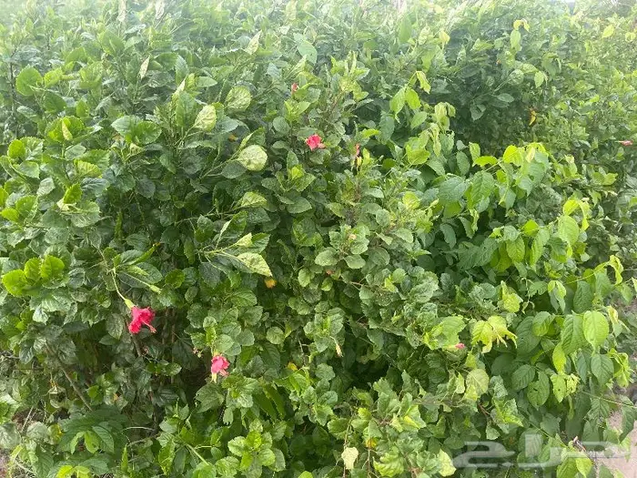 جميع اشجار الزينه والحمضيات والفواكه والزيتون والنخيل 14