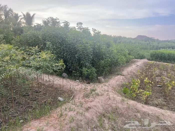 جميع اشجار الزينه والحمضيات والفواكه والزيتون والنخيل 13