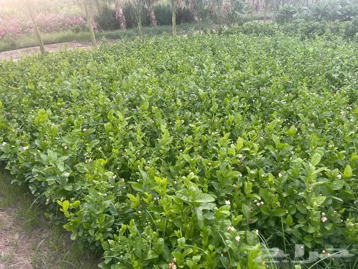 جميع اشجار الزينه والحمضيات والفواكه والزيتون والنخيل 15