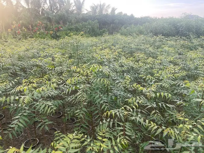 جميع اشجار الزينه والحمضيات والفواكه والزيتون والنخيل 16