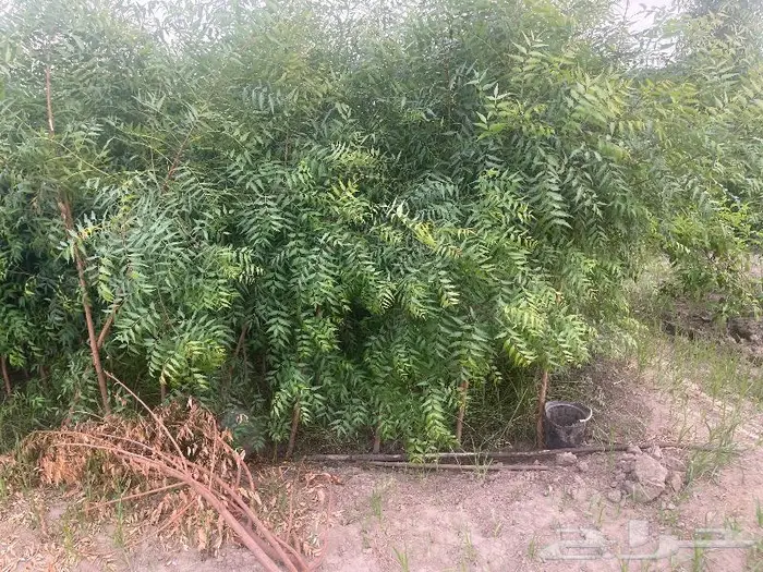 جميع اشجار الزينه والحمضيات والفواكه والزيتون والنخيل 17