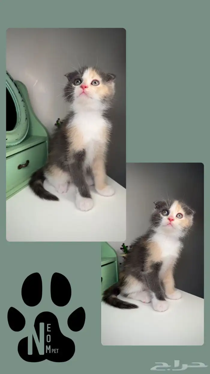 سكوتش فولد انثى ذكر بيرشن هاف بيكي فيس هملايا شيرازي قطط قطه 4