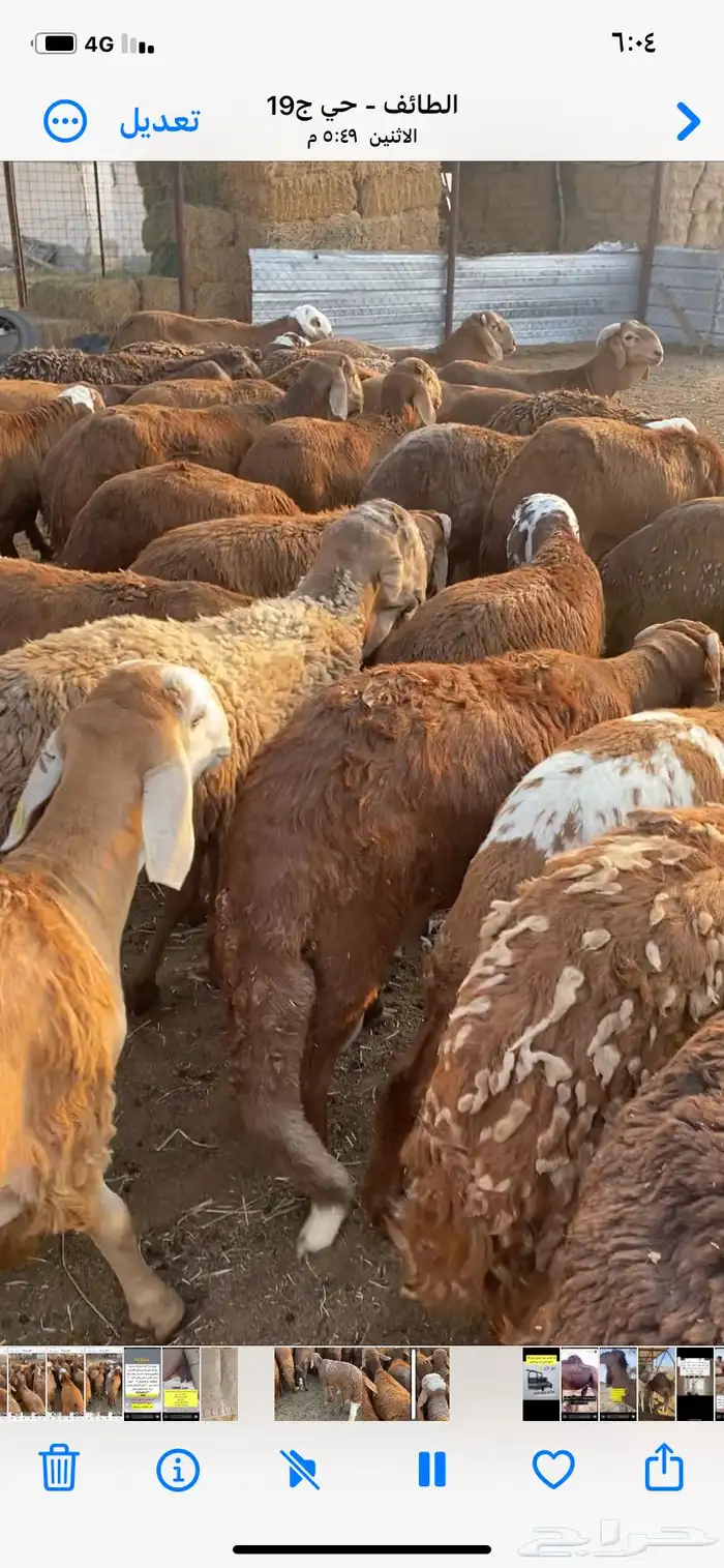 طليان سواكن جبر 1