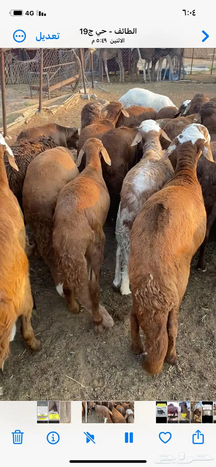 طليان سواكن جبر 6
