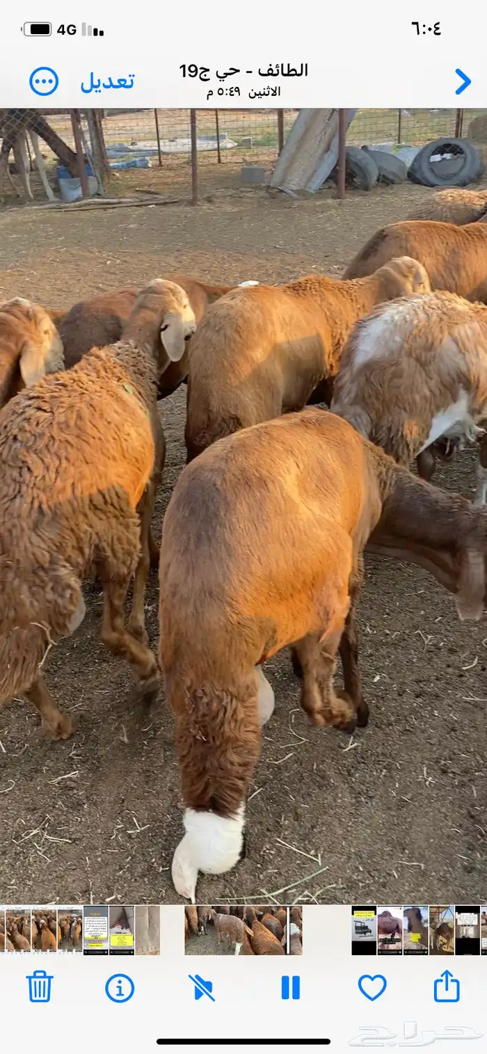 طليان سواكن جبر 0