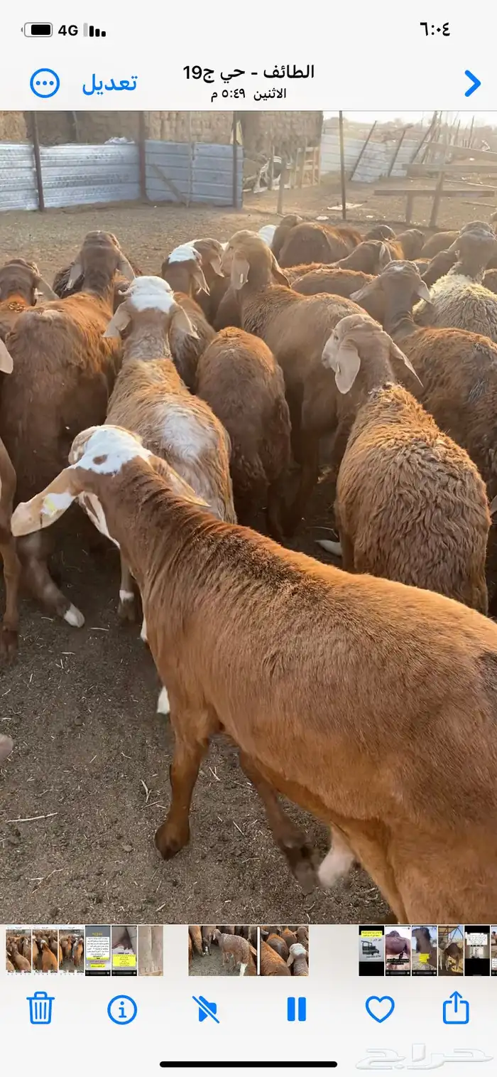طليان سواكن جبر 3