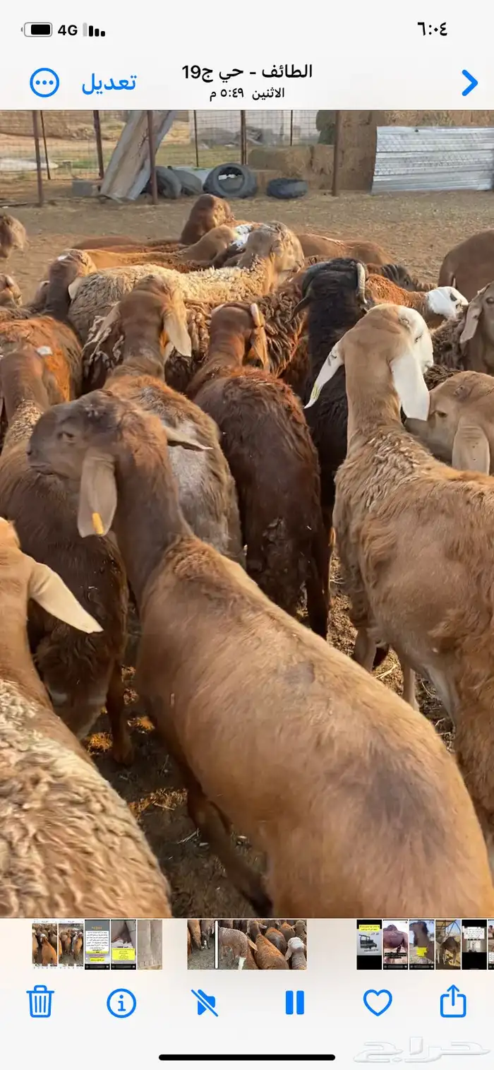 طليان سواكن جبر 4