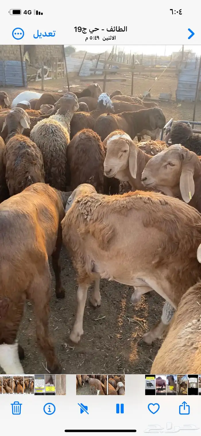 طليان سواكن جبر 2