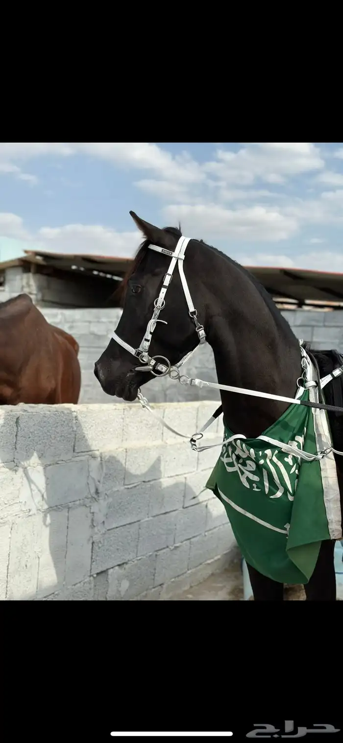 خيل حصان ادهم 2