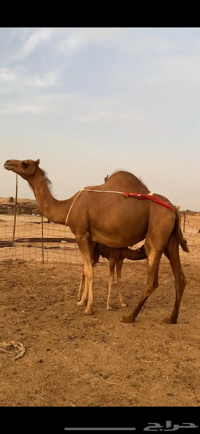 خلفه بكر اول بطن علاج (تم البيع) 2