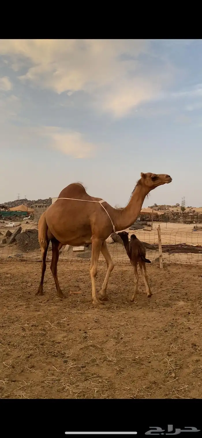 خلفه بكر اول بطن علاج (تم البيع) 3