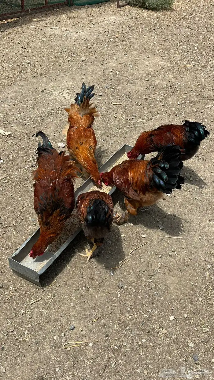 ديوك هجين ما بين براهما وفرنسي ( تم البيع ) ( تم البيع ) 6