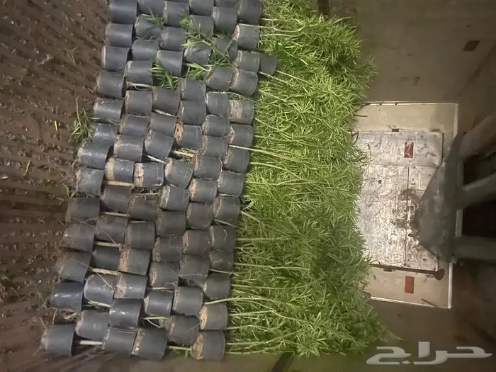 جميع اشجار الزينه والحمضيات والفواكه والزيتون والنخيل 1