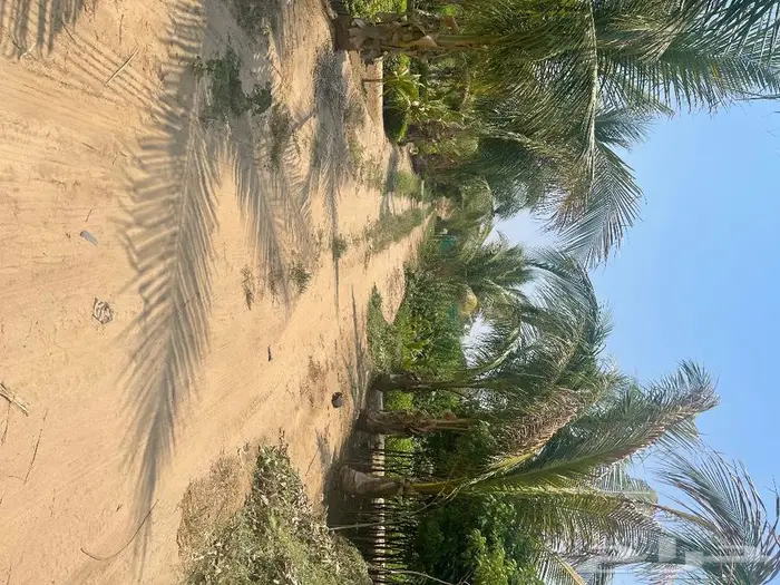 جميع اشجار الزينه والحمضيات والفواكه والزيتون والنخيل 12