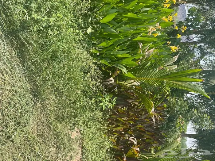 جميع اشجار الزينه والحمضيات والفواكه والزيتون والنخيل 18