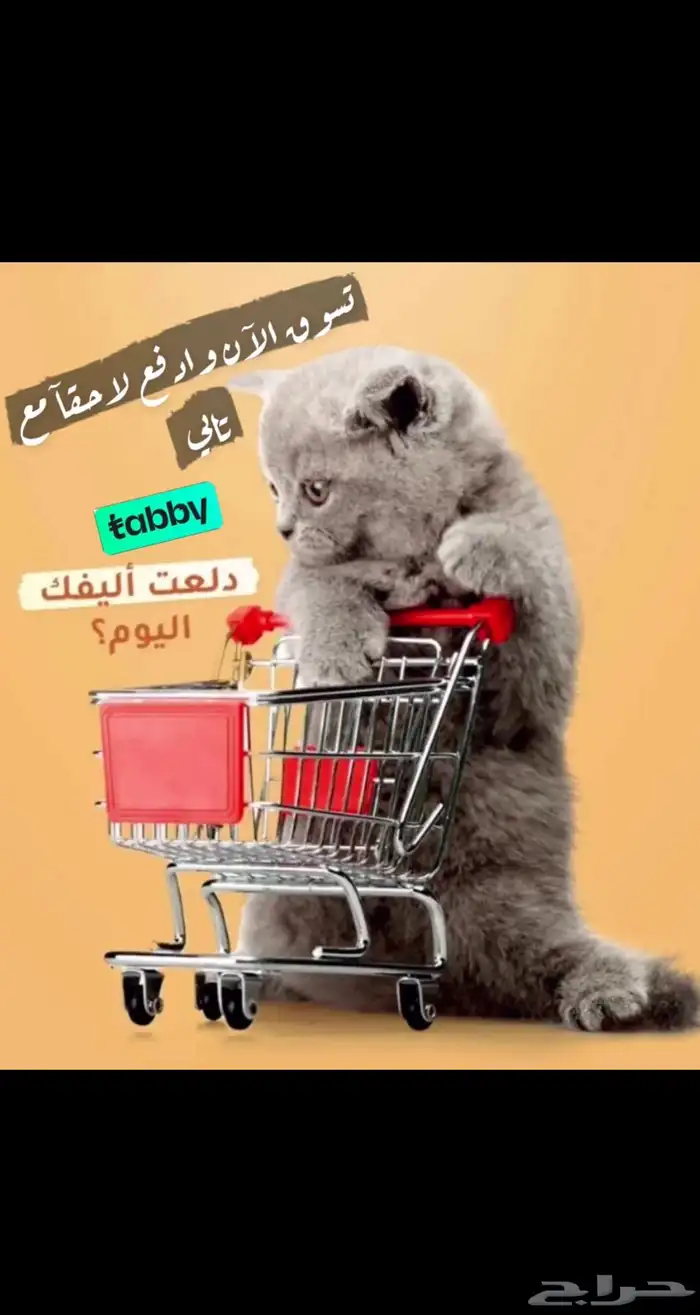 متجر Modi Birds 19
