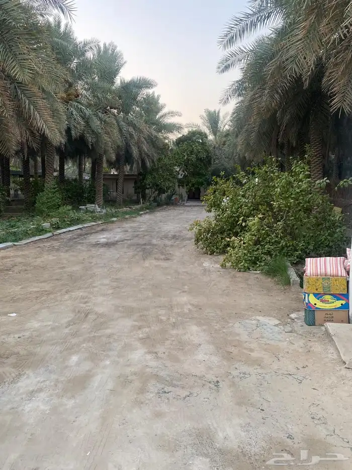 مزرعه صك حر 1