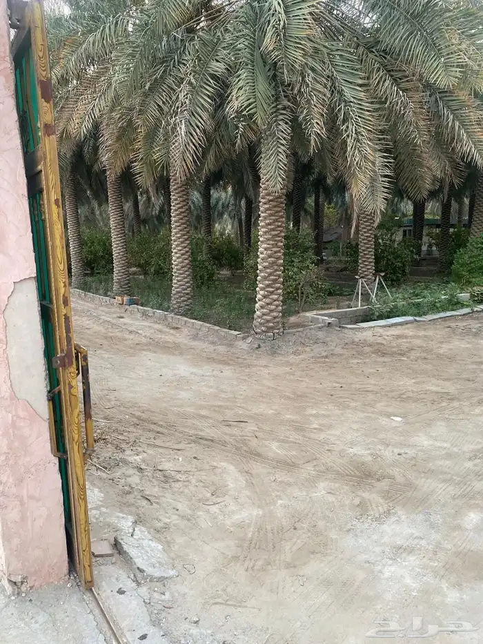 مزرعه صك حر 2