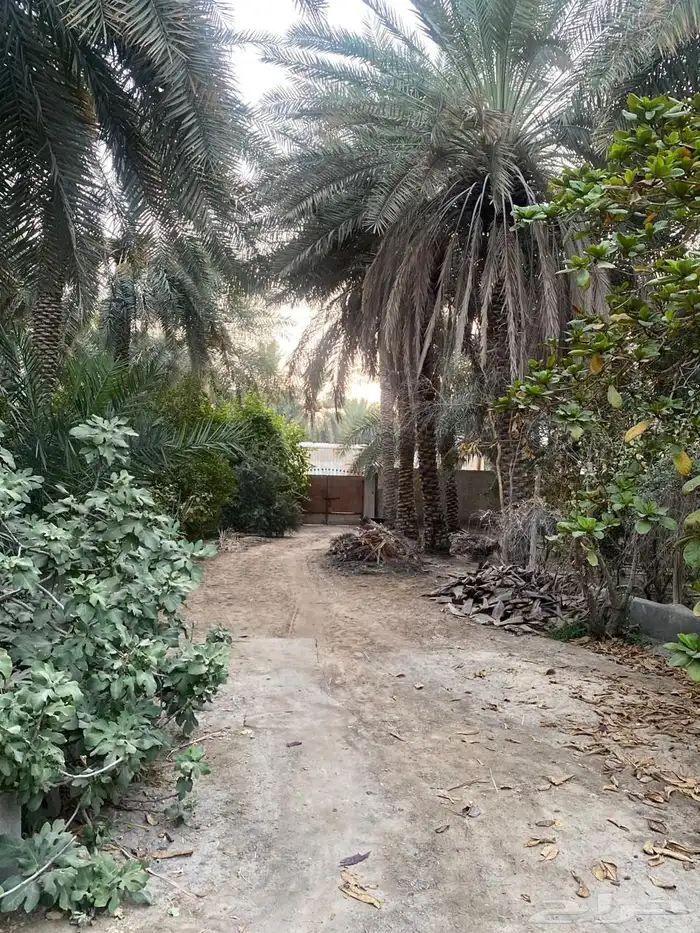 مزرعه صك حر 11