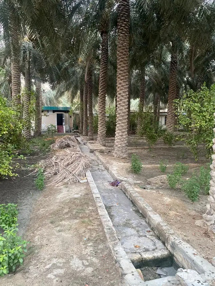 مزرعه صك حر 6