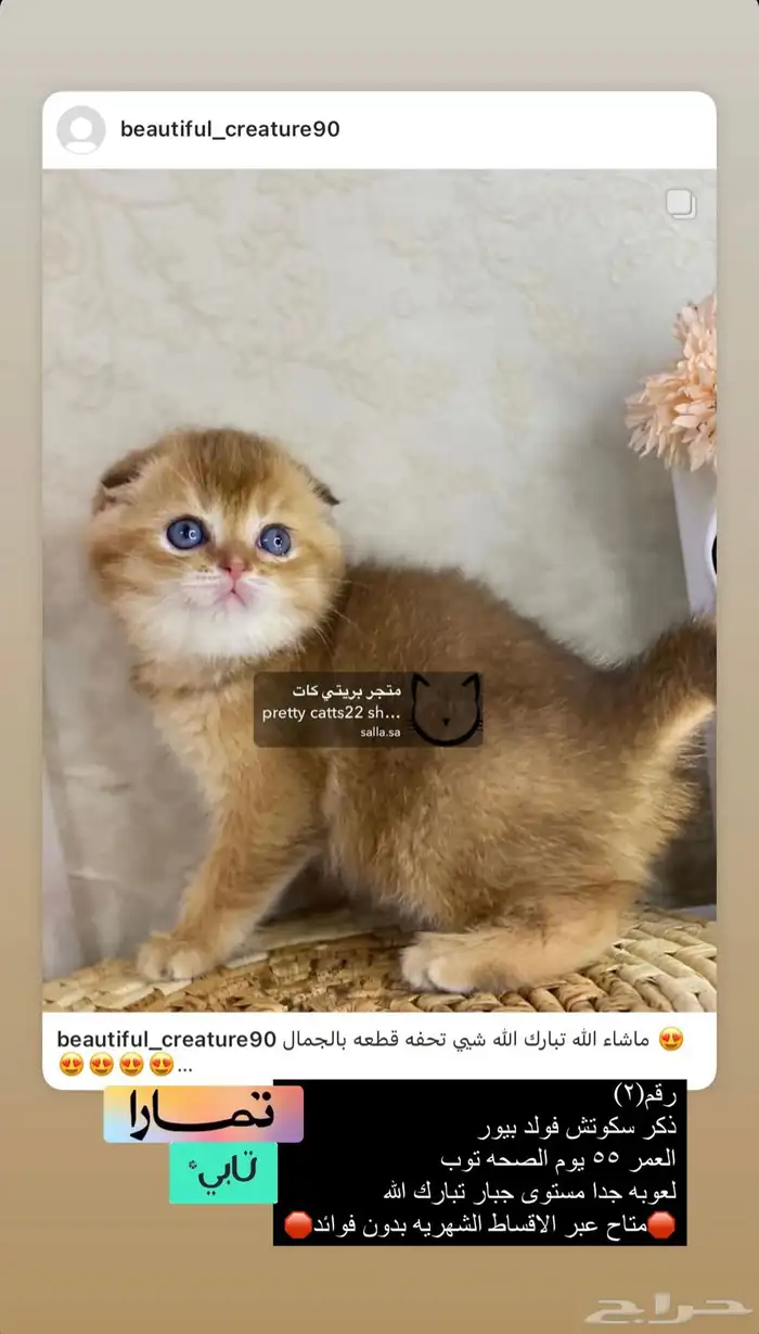 سكوتش فولد 7