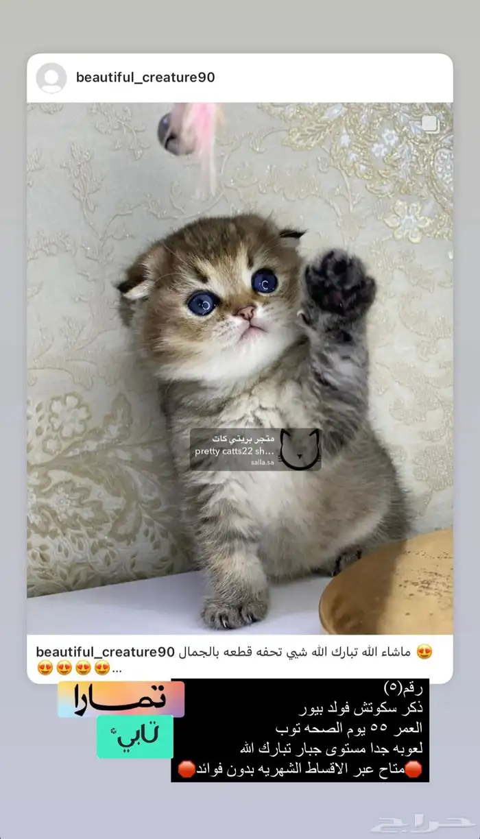 سكوتش فولد 8