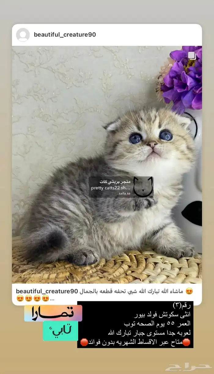 سكوتش فولد 9