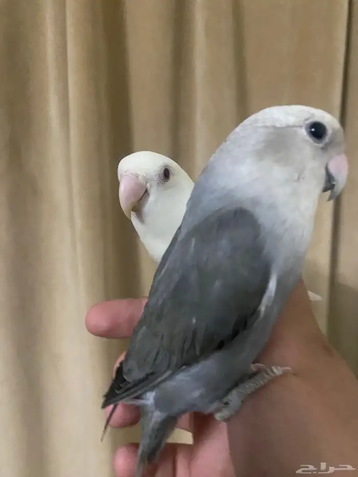 جوز روز منتج تم  البيع 1