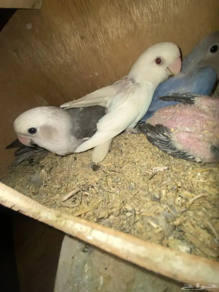 جوز روز منتج تم  البيع 0