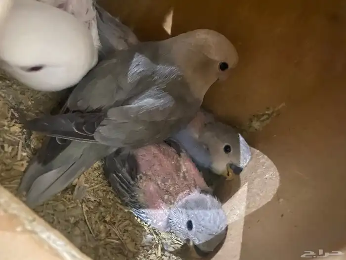 جوز روز منتج تم  البيع 6