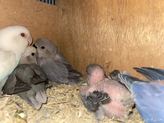جوز روز منتج تم  البيع 5