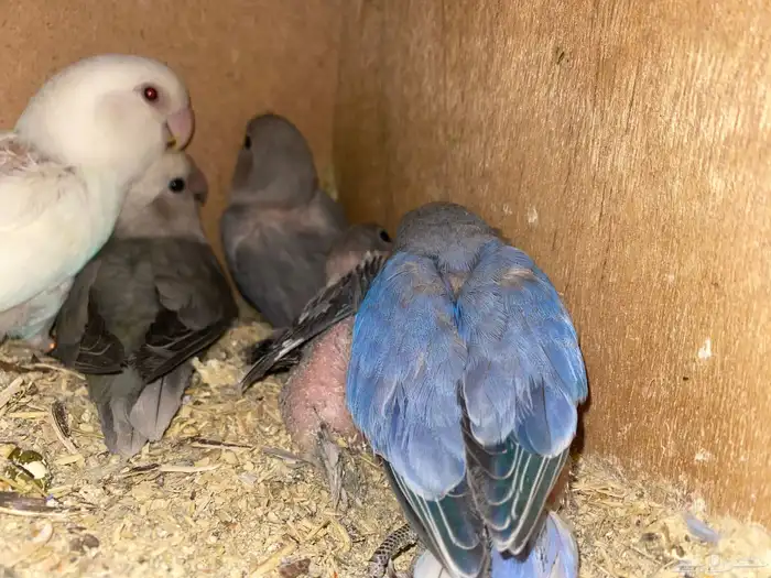 جوز روز منتج تم  البيع 4