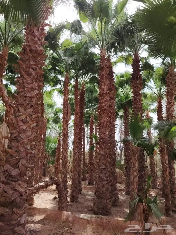 نخل واشنطني امريكي 2