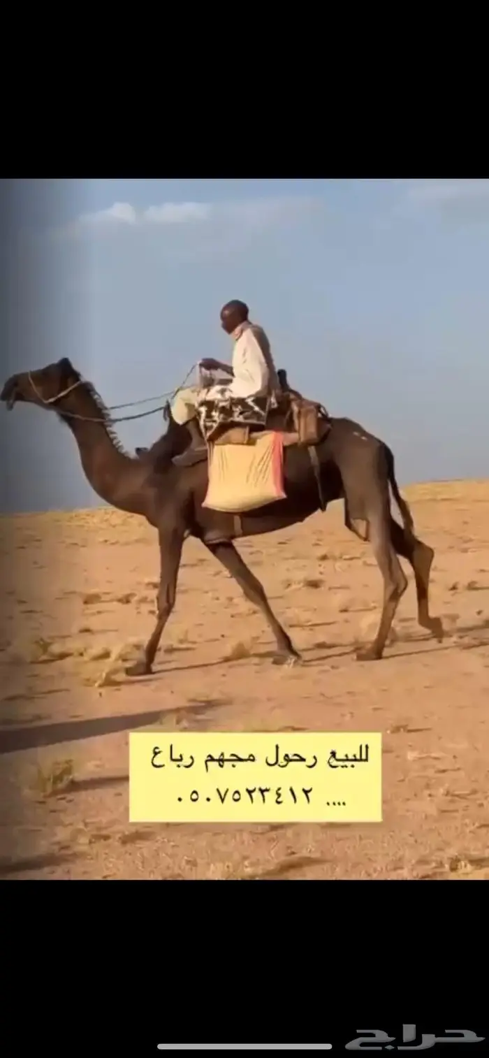 رحول للبيع الخرمه 0