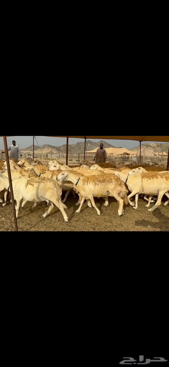 غنم حرش شي فاخر 0