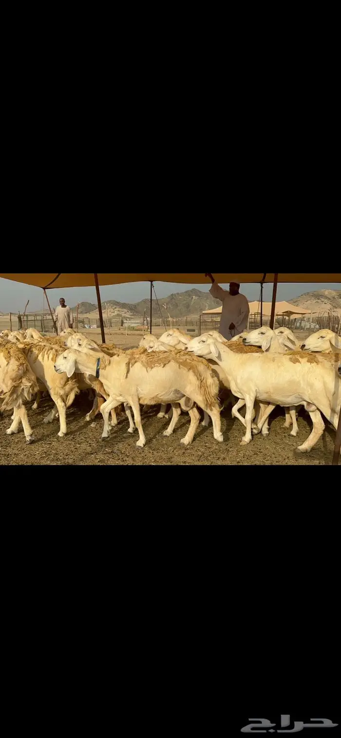 غنم حرش شي فاخر 2