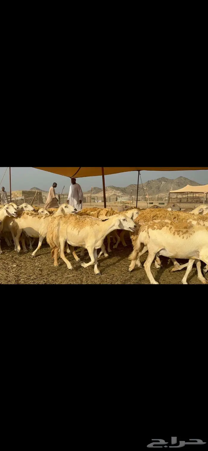 غنم حرش شي فاخر 1