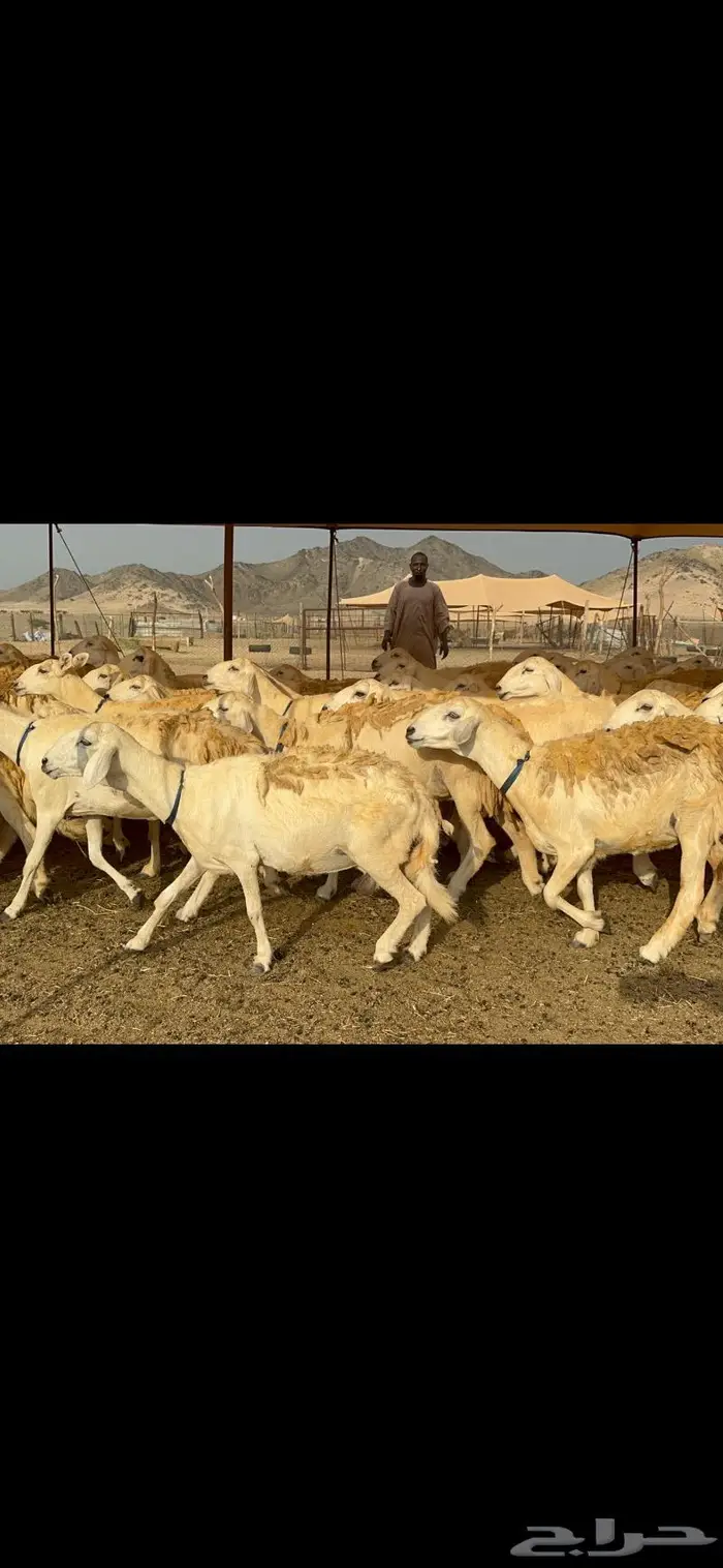 غنم حرش شي فاخر 6