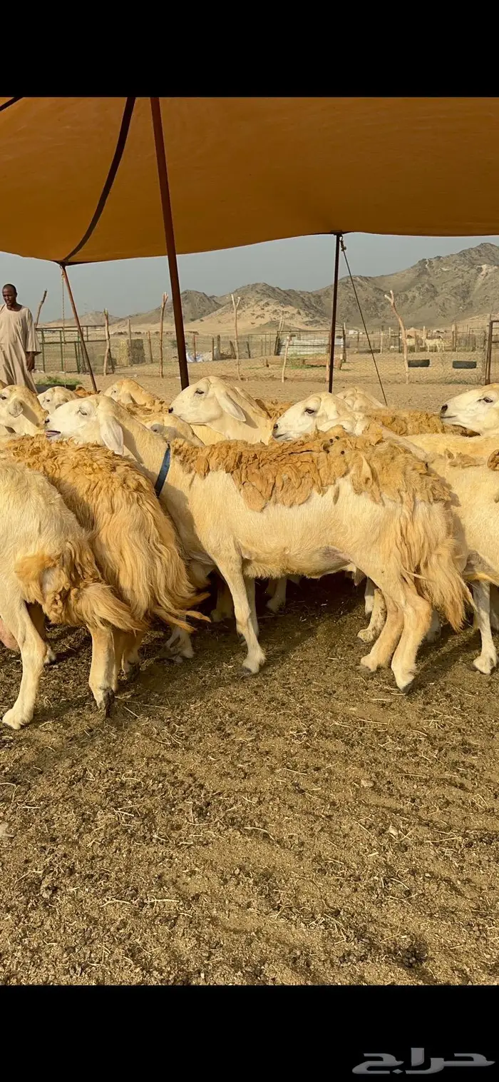 غنم حرش شي فاخر 8