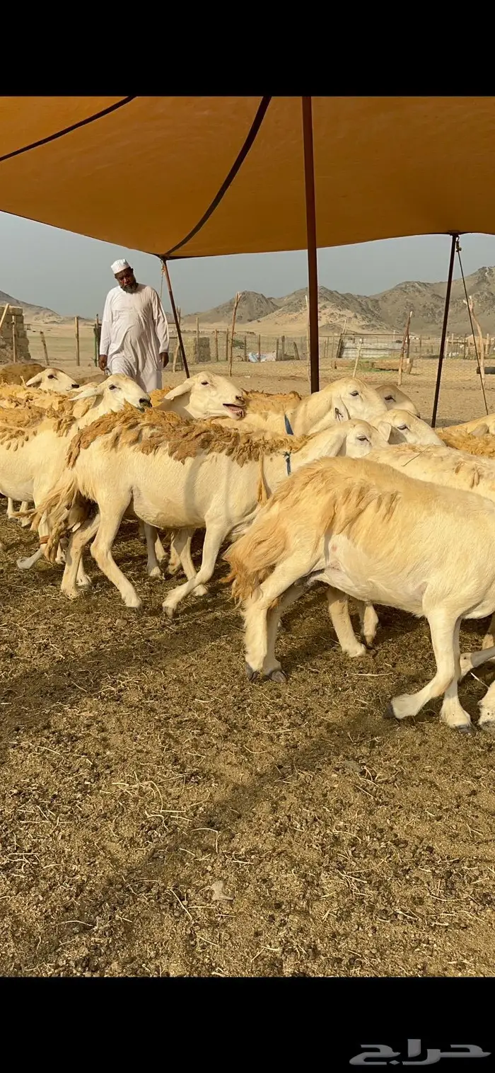 غنم حرش شي فاخر 9