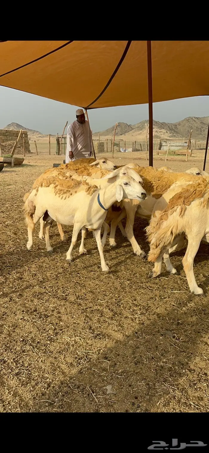 غنم حرش شي فاخر 11