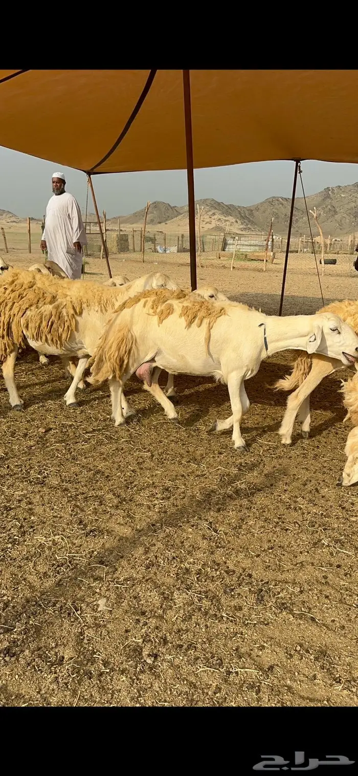 غنم حرش شي فاخر 12