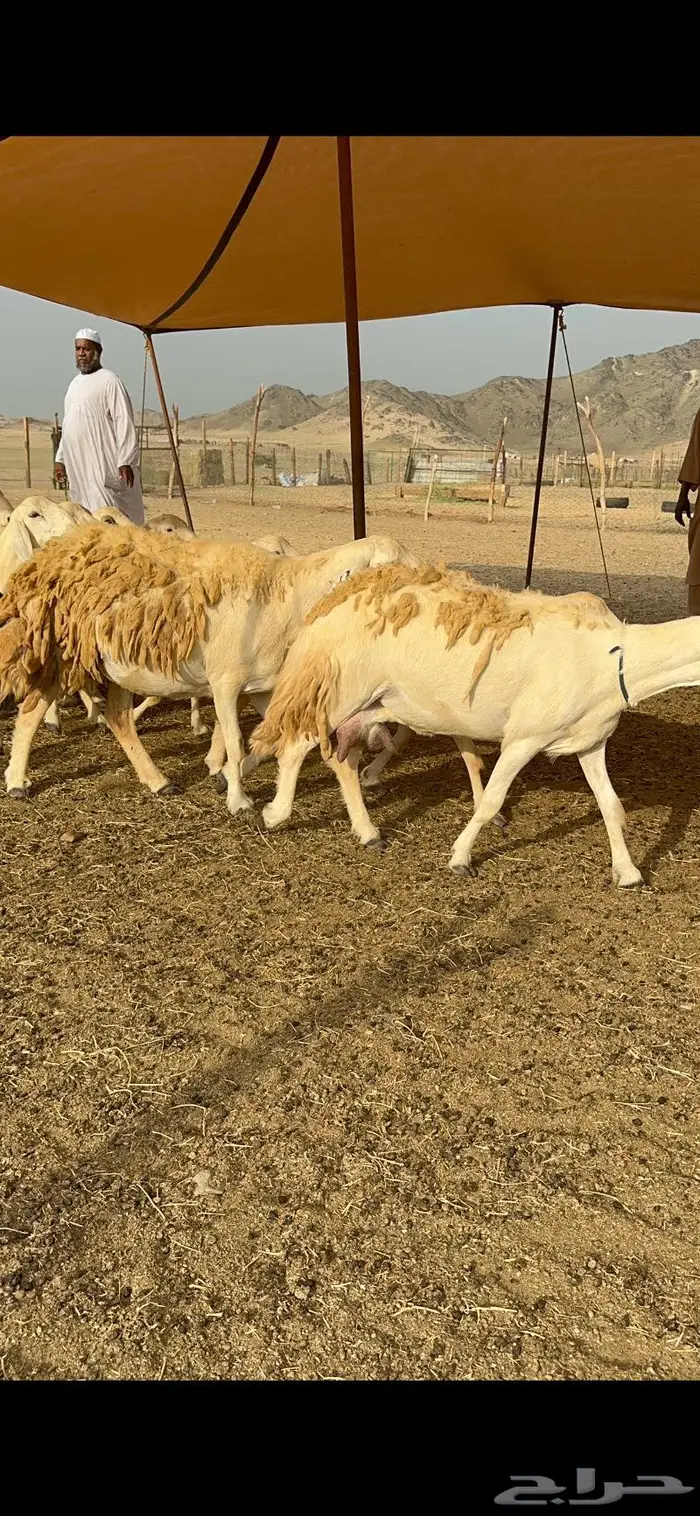 غنم حرش شي فاخر 13