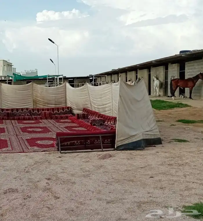 جلسات للايجار داخل ابها وضواحيها 12