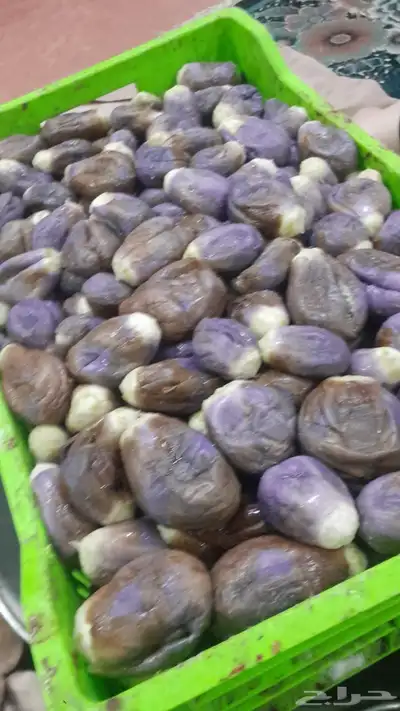 مقدوس فاصوليا مقدوس بدنجان شغلنا 1