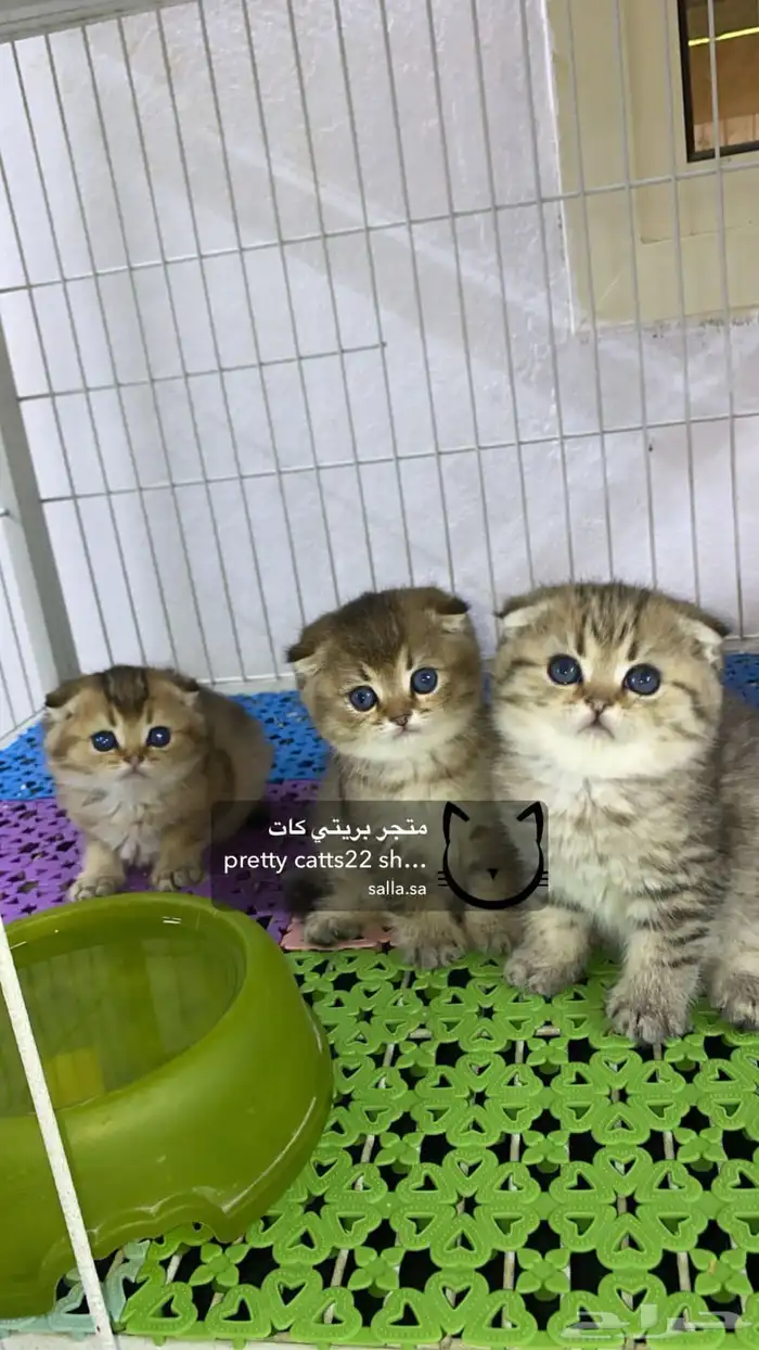 سكوتش فولد 6